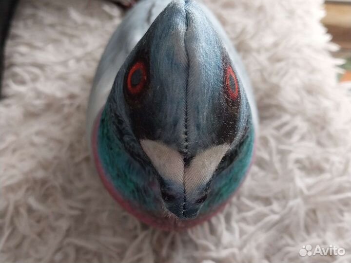 Голубь олег