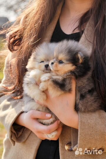 Малыши Померанского шпица в редком окрасе