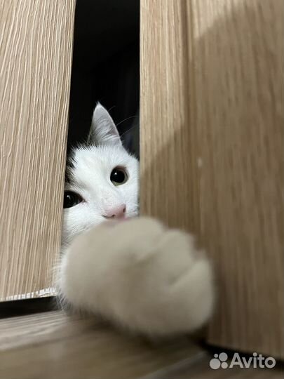 Кошка для любящих мам и пап