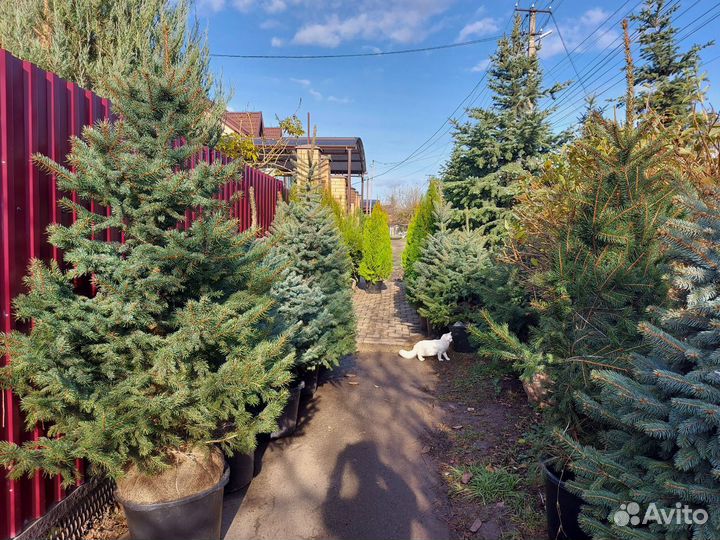 Живые елки в горшке с закрытой корневой системой i