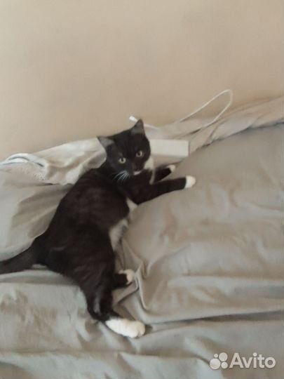 Кошка в дар бесплатно