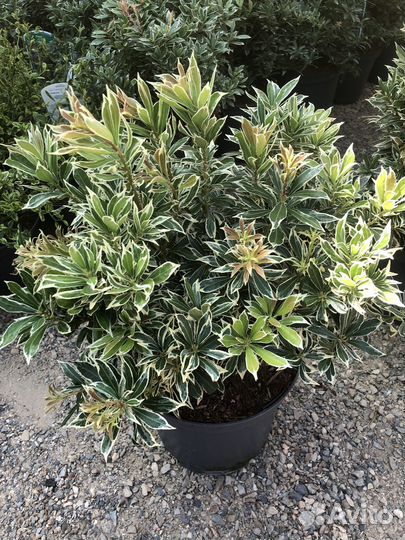 Пиерис магнолии и т.д