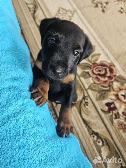 Яктерьер щенки