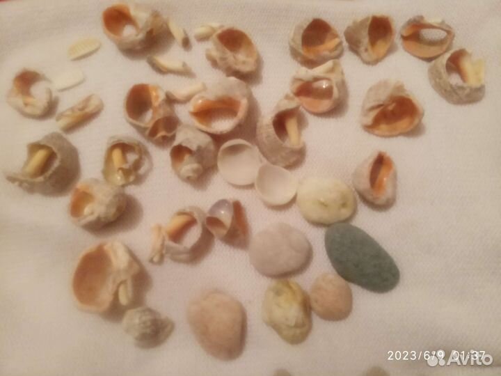 Ракушки морские