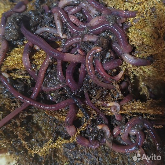 Черви для рыбалки