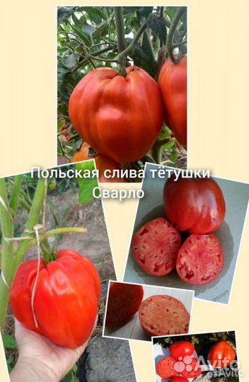 Семена коллекционных сортов и Биф сортов томатов