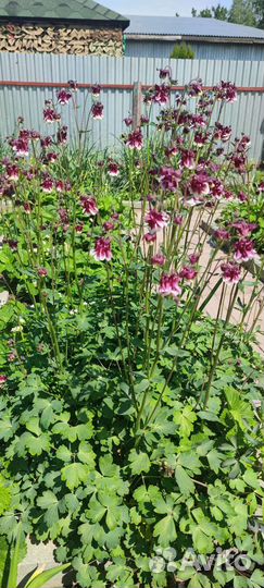 Многолетники