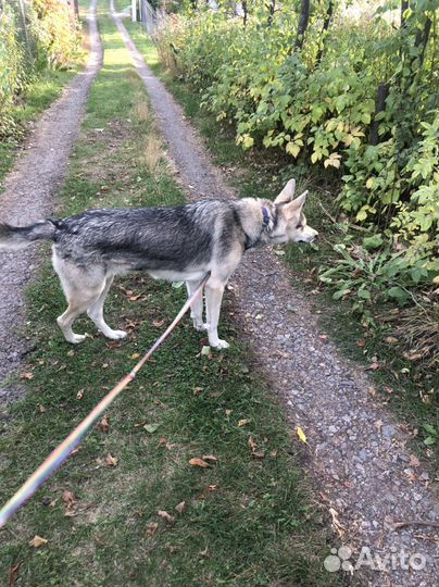 Супер собака ищет дом