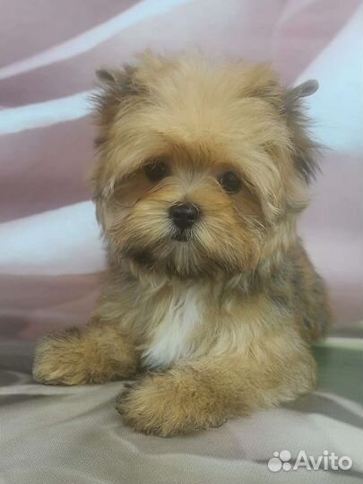 Русская салонная собака девочка