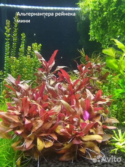 Аквариумные растения