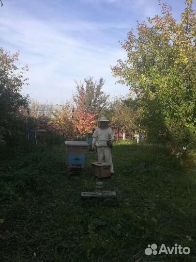 Пчелы и улья