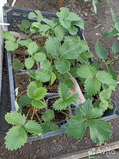 Саженцы клубники сортов Купчиха, Машенька