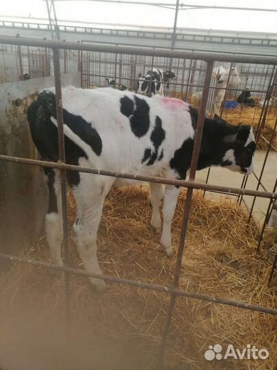 Бычки на выращивание