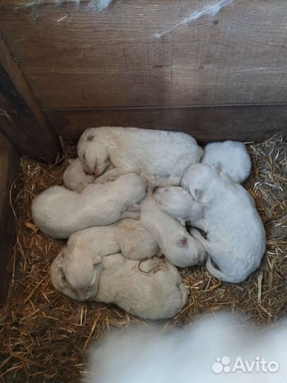 Щенки самоеда