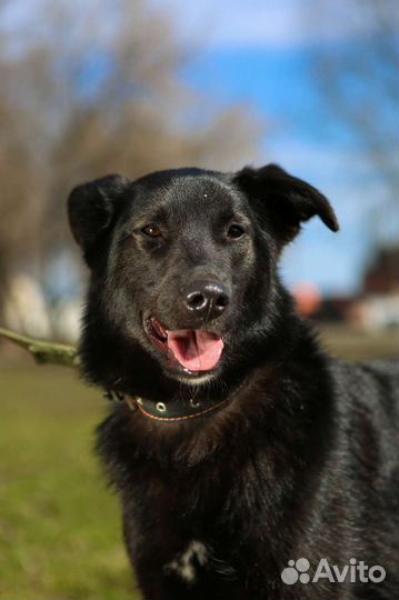 Собака Берта из приюта мечтает обрести семью