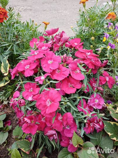 Цветы для вашего сада