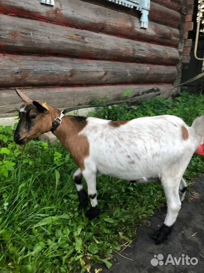 Камерунские козы, козел, козлята