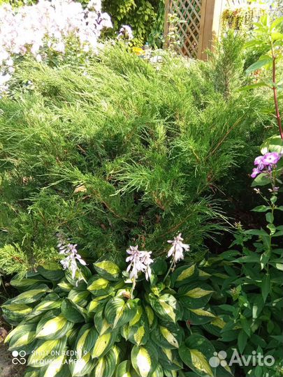 Можжевельник казацкий