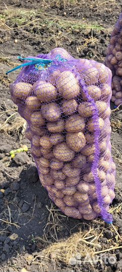 Продам картофель оптом