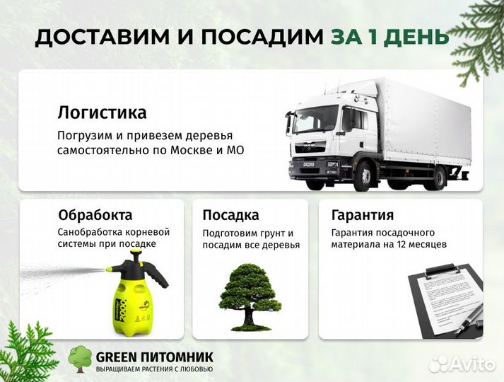 Туя Брабант с посадкой