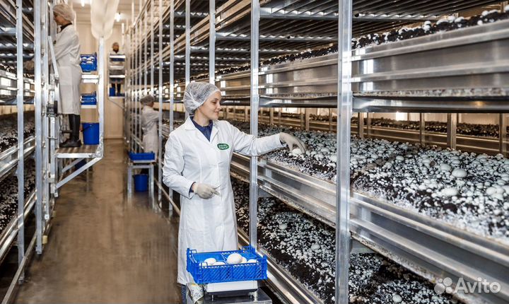 Сборщица на грибы (без опыта)