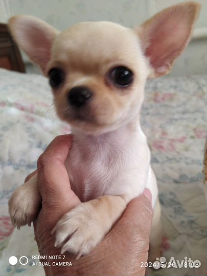 Щенки чихуахуа