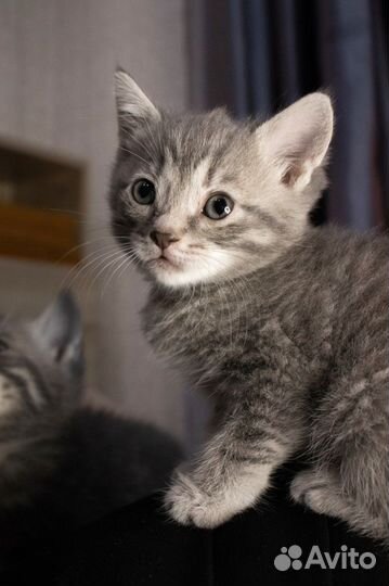 В добрые руки шотландские котята