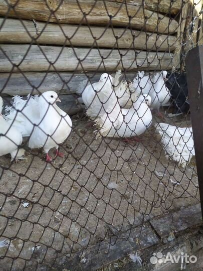 Голуби павлины