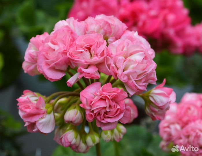 Герани сортовые