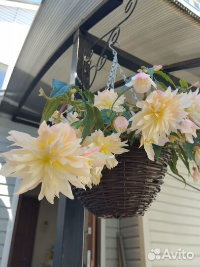 Бегония кустовая, полуампельная