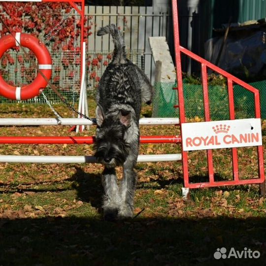 Индивидуальные занятия по дрессировке собак