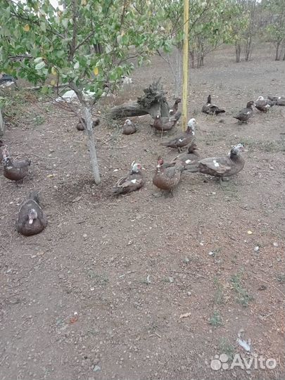 Селезень индоутки