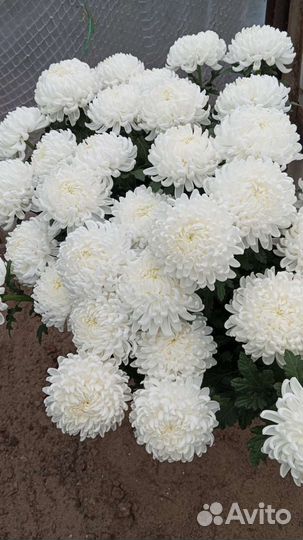 Хризантема шаровидная