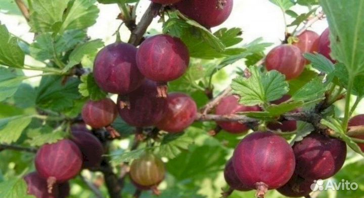 Саженцы крыжовника Олави