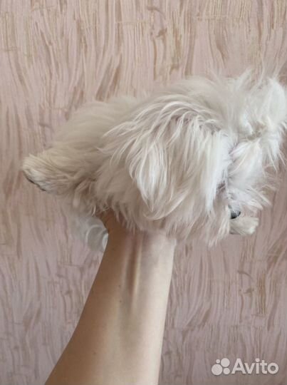 Мальтезе mini болонки