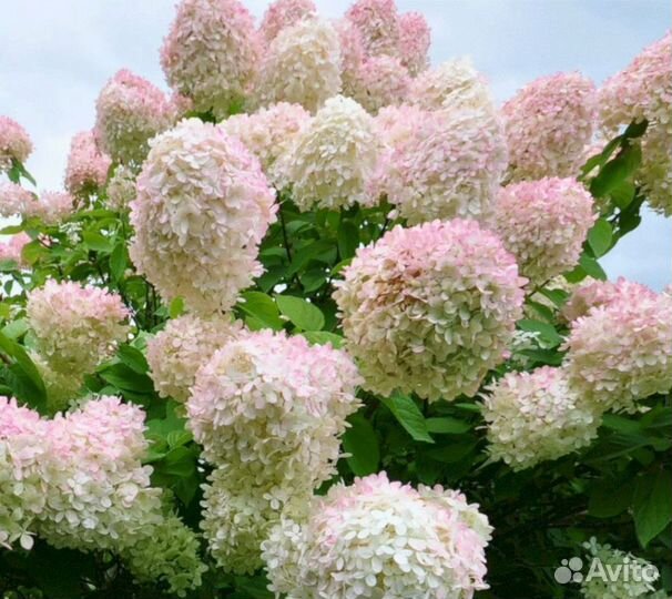 Гортензия Грандифлора