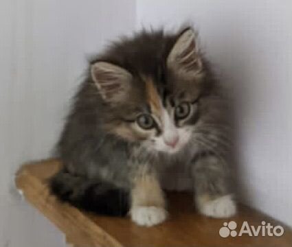 Кошка в дар