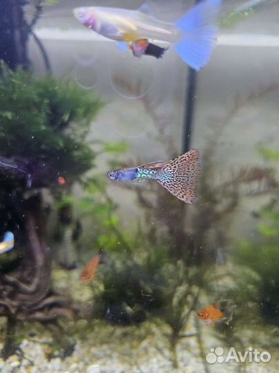 Сортовые гуппи, чистые линии