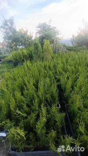 Туя Смарагд 40-50 см