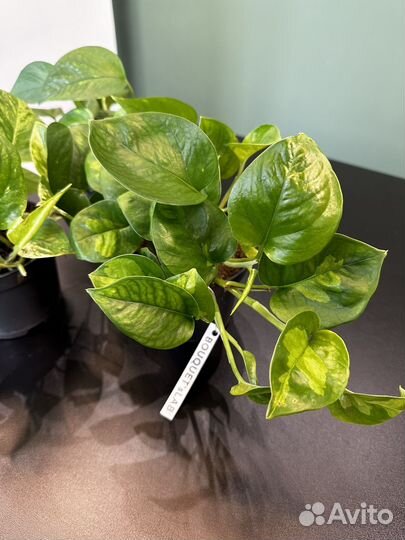 Эпипремнум разные