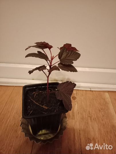 Пузыреплодник Леди ин Ред