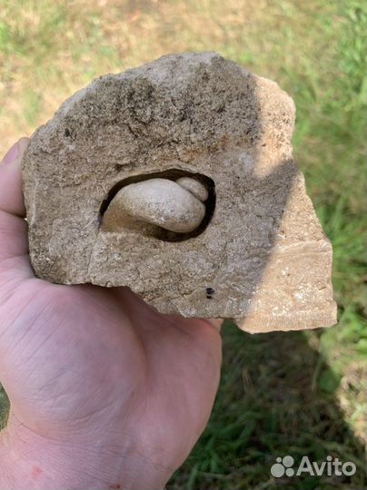 Окаменелость