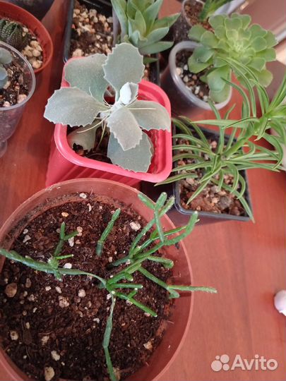 Кактусы и суккуленты