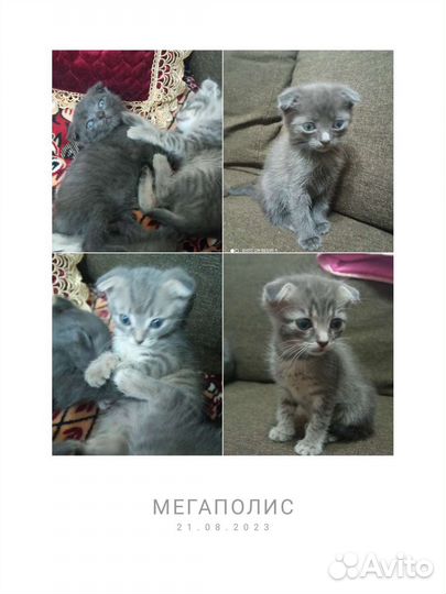 Котята в добрые руки