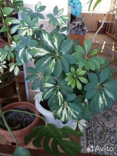 Шеффлера вариегатная. Диффенбахия. Кактус