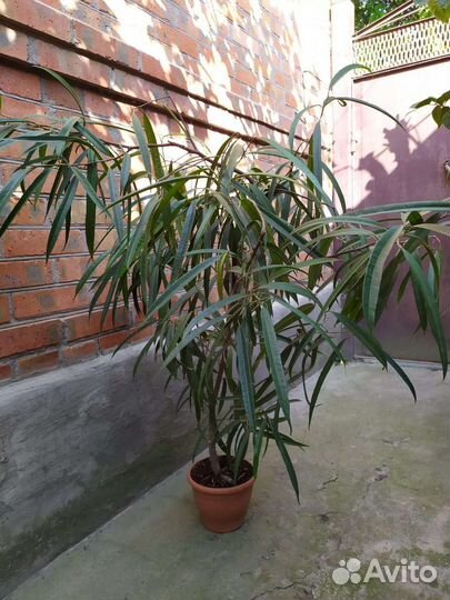 Фикус бенджамина