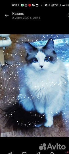 Кошка Рэгдолл вязка