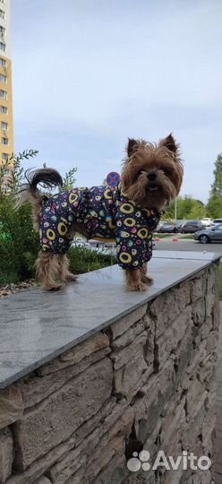 Пошив одежды для собак и кошек