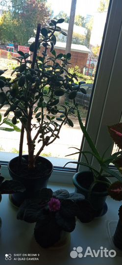 Цветы для дома и офиса