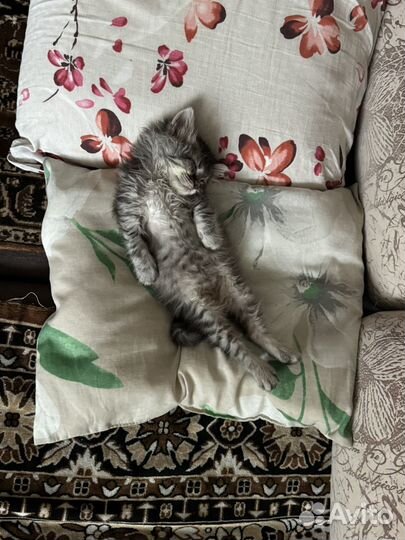 Кот в добрые ручки